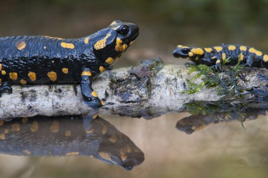 Fire salamander, salamandra salamandra, amphibians, amphibians, caudata, amphibians, amphibians, amphibians, mirror, tail amphibians, mirror image