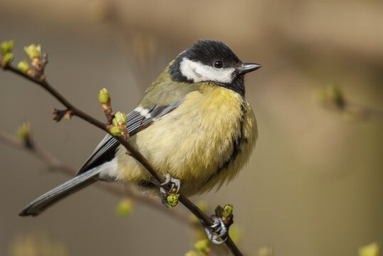 Great tit, great tit, parus major, birds, tits, passeri, songbirds, songbirds, tits, birds