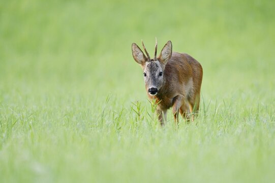 European roe deer (Capreolus capreolus), a roebuck standing in a meadow, North Rhine-Westphalia, Germany