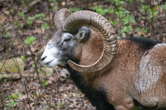 Artiodactyla, even-toed ungulate, mouflon, mouflon, mouflon, ovis gmelini musimon, cloven-hoofed, mammals, sheep, mammals, rams, game