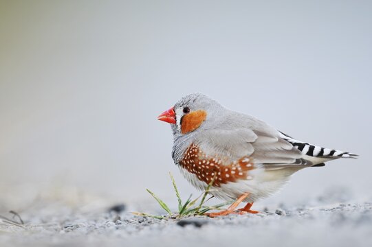 Australian zebra finch (Taeniopygia guttata castanotis), male, escaped pet bird, native to Australia, North Rhine-Westphalia, Germany