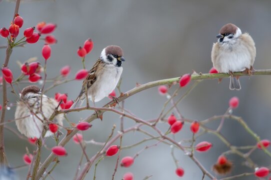 Tree sparrow, dog rose, Passer Montanus, pink canina, rosaceae, rose family, sparrow, tree sparrow, autumn, birds, dog rose, flora, rose hip, autumn, passeri, plants, plants, snow, songbirds, sparrow, sparrow, sparrow, sparrow, sparrow, sparrow, sparrow