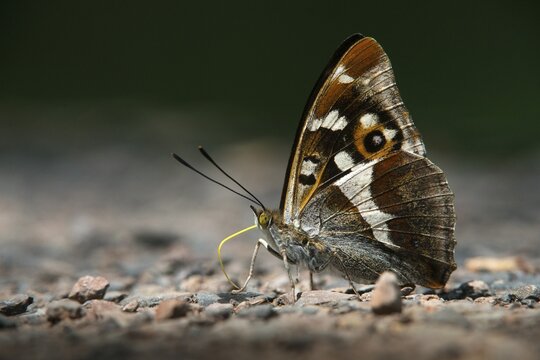 Apatura Iris, Large Schiller Butterfly, Purple Emperor, Butterfly, Insects, Butterfly, Butterflies