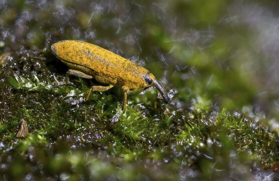 Lixus cf. punctiventris, Lixus punctiventris, Pippau stem weevils, weevils, beetles, coleoptera, insects, beetles, stem weevils
