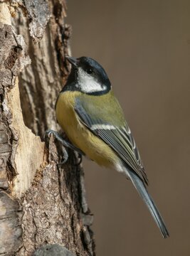 Great tit, great tit, parus major, birds, high size, portrait format, tits, passeri, songbirds, tits, birds