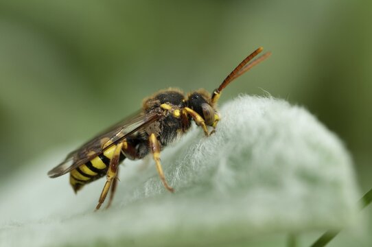 Hymenoptera, Lathbury's Nomad, Nomada Lathburiana, redheaded wasp bee, insects, wild bees