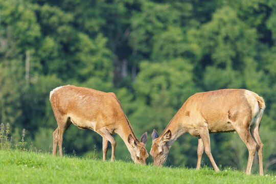 Two red deer hinds (Cervus elaphus) graze face to face in a green meadow in hilly terrain. A forest can be seen in the background. Bavaria, Germany