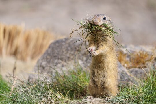 A fully grown European ground squirrel (Spermophilus citellus) carries nesting material in its mouth. Austria