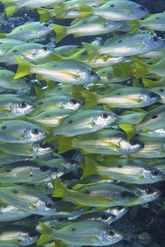 Shoal, group of Ehrenberg's snapper (Lutjanus ehrenbergii), Dangerous Reef dive site, St Johns Reef, Saint Johns, Red Sea, Egypt