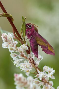Deilephila porcellus, small wine enthusiast, small elephant hawk moth, sphingidae, flew off, butterfly, high size, portrait format, insects, moths, moths, moths, moths, butterfly, swarmer