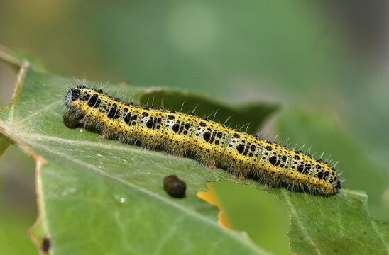 Large white, Pieris brassicae, butterfly, insects, caterpillar, butterfly, butterflies