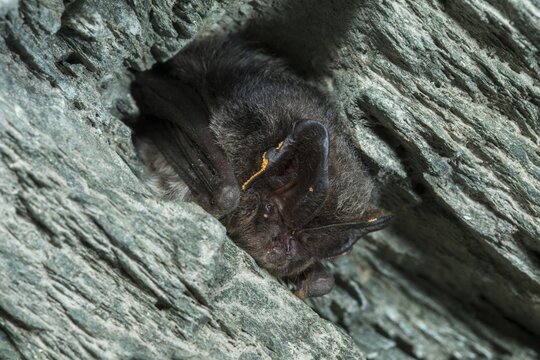 Barbastella Barbastellus, Barbastelle bat, pug bat, bat, chiroptera, bats, mammals, mammals, winter sleep, hibernation