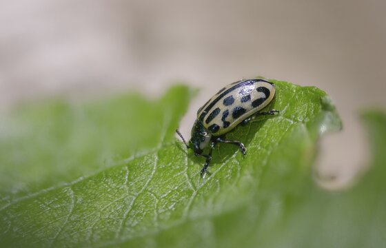 Leaf beetle, chrysomela 20-punctata, chrysomela vigintipunctata, coccinella 20-punctata, spotted willow leaf beetle, melasoma vigintipunctatum, willow leaf beetle, beetle, coleoptera, insects, beetles, spotted willow leaf beetle