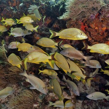 A school of yellow fish, bluestriped grunts (Haemulon sciurus), swimming briskly through a coral reef at the John Pennekamp Coral Reef State Park dive site, Key Largo, Florida Keys, Florida, USA