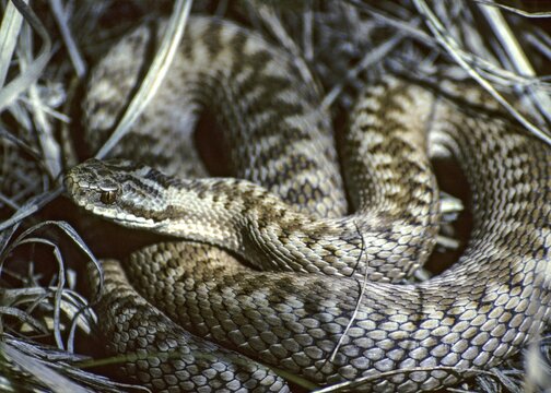 European adder, European viper, venomous snake, vipera berus, critters, poisonous reptilia, reptilia, snakes, snakes