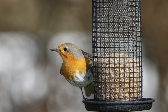 European robin (Erithacus rubecula) at a feeding station, Schleswig-Holstein, Germany