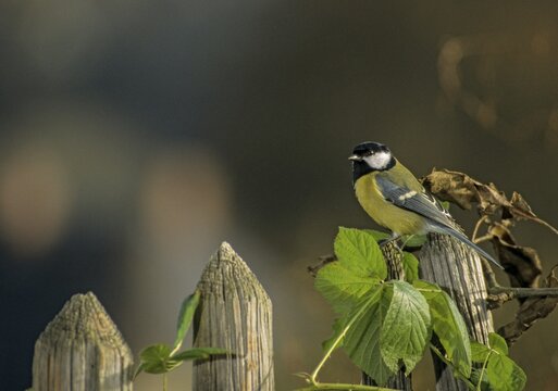 Great tit, great tit, parus major, birds, garden, garden fence, tits, passeri, songbirds, songbirds, tits, birds