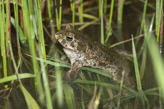Bufo viridis, Bufotes viridis, green toad, toad, amphibians, amphibians, toads, amphibians