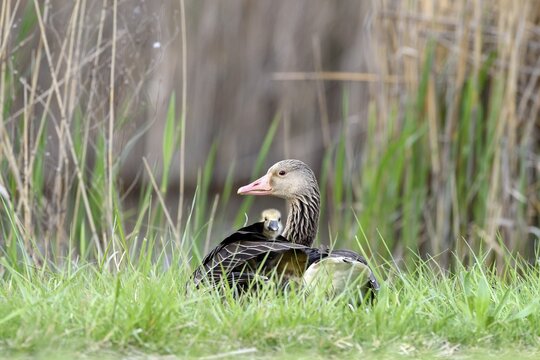 Greylag Goose chick (Anser anser) looks out of plumage of dam, Lake Neusiedl, Burgenland, Austria
