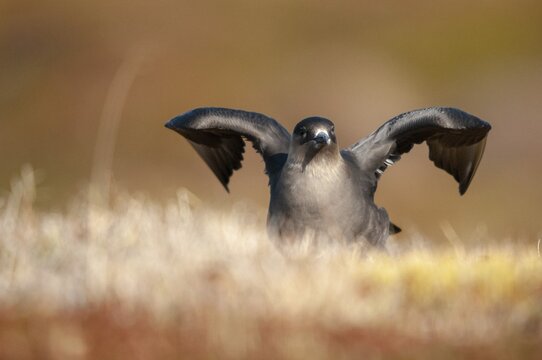 Arctic hunter, arctic skua, arctic tern, Norway, parasitic hunter, parasitic skua, parasite predatory gull, stercorarius parasiticus, varanger, birds, charadriiformes, limikolen, predatory gulls, stercorariidae, birds