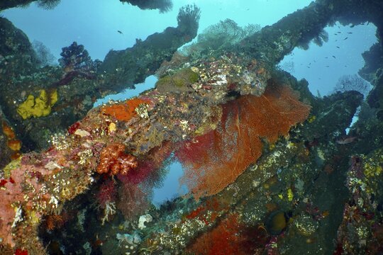 Various corals cover a shipwreck, vivid colours contrast with the deep blue of the sea, dive site wreck of the USAT Liberty, Tulamben, Bali, Indonesia