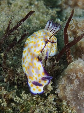 Yellow-purple nudibranch with conspicuous dotted pattern, magnificent star snail (Hypselodoris ghardaqana), in natural environment, dive site Sodwana Bay National Park, Maputaland Marine Reserve, KwaZulu Natal, South Africa