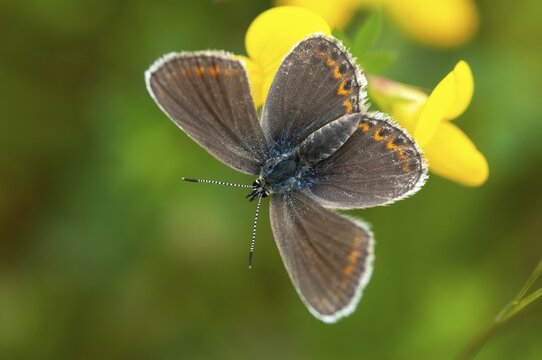 Argus blue, plebeius argus, silver-studded blue, butterfly, insects, butterfly, butterflies