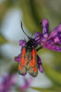 Thyme ram, transparent burnet, zygaena purpuralis, blood droplets, butterfly, high size, portrait format, insects, moths, moths, moths, moths, butterfly, ram