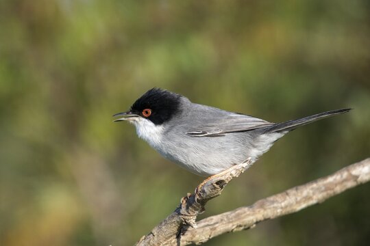 Granelli, Italy, Pantani Cuba and Longarini, velvet warbler, Sardinian warbler, Sylvia melanocephala, migratory bird sanctuary, Pantani Cuba & Longarini migratory bird sanctuary, birds, Italy, male, passeri, songbirds, Sicily, songbirds, foundation pro biodiversity, birds