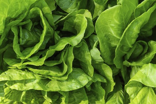 Lettuce, close-up, crop patch, Chelsea Physic Garden, Chelsea, England, Great Britain