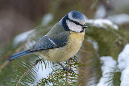 Blue tit, parus caeruleus, birds, tit, passeri, snow, songbirds, snow, songbirds, tits, birds, winter