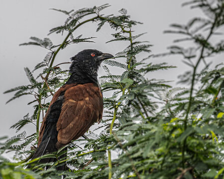 A Greeter Coucal