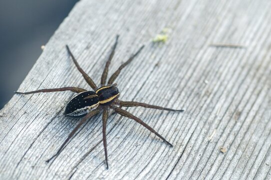 Dolomedes Fimbriatus, Finland, ridged hunting spider, Jesus spider, list spider, raft spider, spiders, spiders