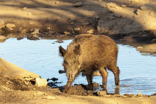 An adult wild boar (Sus scrofa) crosses a small pond at sunrise. Bavaria, Germany