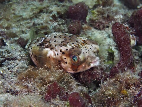 A spot-fin porcupinefish, the brown-spotted puffer (Diodon holocanthus), is perched amongst seaweed in a coral reef at the Nursery dive site, Pompano Beach, Florida, USA