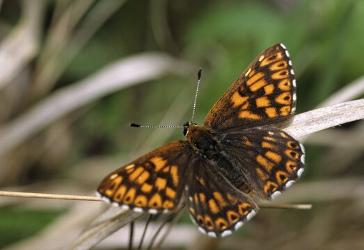 Brown cube butterfly, duke of burgundy fritillary, hamearis lucina, pearl bandage, cowflower cube, butterfly, insects, butterfly, butterflies, butterflies