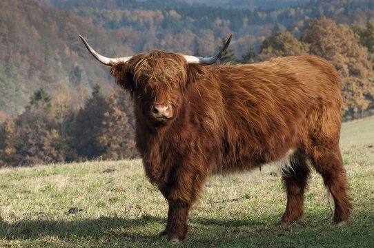 Artiodactyla, bos primigenius f. taurus, even-toed ungulate, highland cattle, kyloe, cloven-hoofed, Scottish highland cattle, domesticated animals, extensive grazing, pet, highland cattle, mammals, cattle, mammals, wild pastures