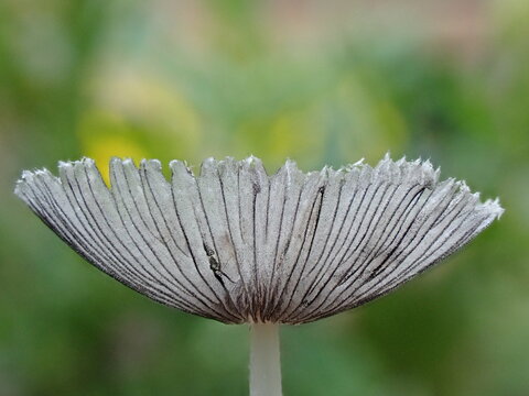 Abstract close up of a delicate pleated inkcap mushroom head with a blurred background