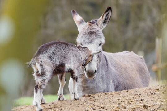Friendship without borders. A domestic donkey (Equus asinus) and a Tauernschecke goat (Capra aegagrus hircus) cuddle together. Captive, Bavaria, Germany