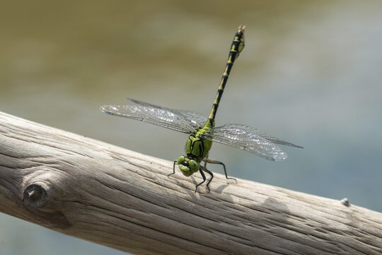 Green culbtail, green snaketail, green wedge, obelisk position, ophiogomphus cecilia, anisoptera, damselflies, dragonflies, insects, dragonflies, obelisk posture, odonata