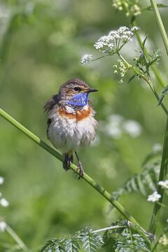 White-starred bluethroat (Luscinia svecica cyanecula), male, perched on wood chervil (Anthriscus sylvestris), songbird, wildlife, Ochsenmoor, nature photography, D&uuml;mmer See nature park Park, H&uuml;de, Lower Saxony, Germany