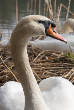 Cygnus olor, mute swan, anatidae, birds, breed, brood, duckbirds, female, high size, portrait, cusp swan, swans, swan, swans, birds, waterbirds, waterbirds, female