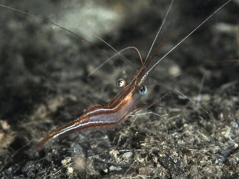 A shrimp with long tentacles, the narwhal shrimp (Plesionika narval), moves across the seabed, dive site on the Giens Peninsula, Hy&egrave;res, Porquerolles, Provence, C&ocirc;te d'Azur, Mediterranean Sea, France