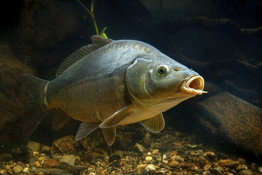 Carp, Cyprinus carpio, carp, fish, fishes, leather carp, pisces, mirror carp