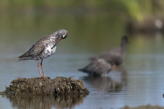 Dark water strider, spotted redshnak, tringa erythropus, birds, charadriiformes, plumage, limikolen, preening, snipe birds, scolopacidae, transitory plumage, birds, waders, waders, transitional dress