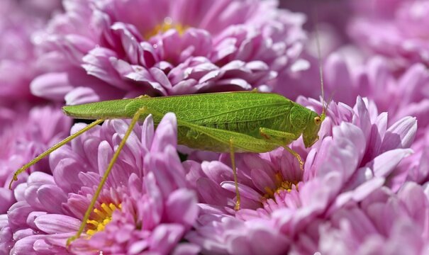 Great green bush cricket (Tettigonia viridissima), family Tettigonioidea, on chrysanthemums (Crysanthemum) purple, Stuttgart, Baden-W&uuml;rttemberg, Germany