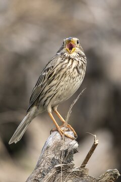 Brandenburg, Corn Bunting, Germany, Emberiza Calandra, Corn Bunting, Miliaria Calandra, Nabu, Nabu project, national natural heritage, natural paradise Gr&uuml;nhaus, post-mining landscape, birds, call, song, green house, high size, portrait, passeri, call, singing, songbirds, birds