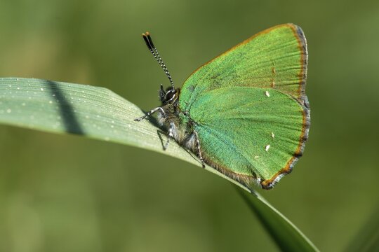 Blackberry tip, Callophrys rubi, gren hairstreak, green pointed butterfly, insects, butterfly, butterflies, butterflies
