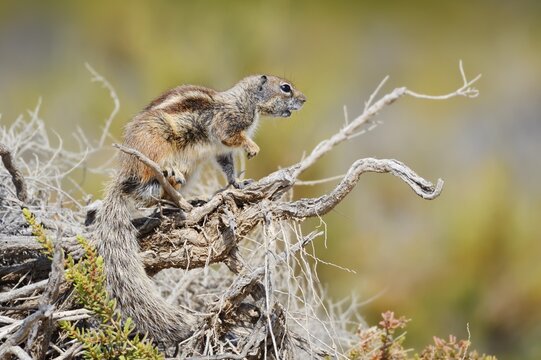 Atlantic ground squirrel or North African bristly ground squirrel (Atlantoxerus getulus), Fuerteventura, Canary Islands, Spain