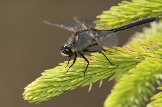 Leucorrhinia rubicunda, northern white-faced darter, ruby whiteface, anisoptera, damselflies, dragonflies, insects, dragonflies, insects, dragonflies, males, odonata